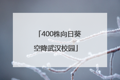 400株向日葵空降武汉校园